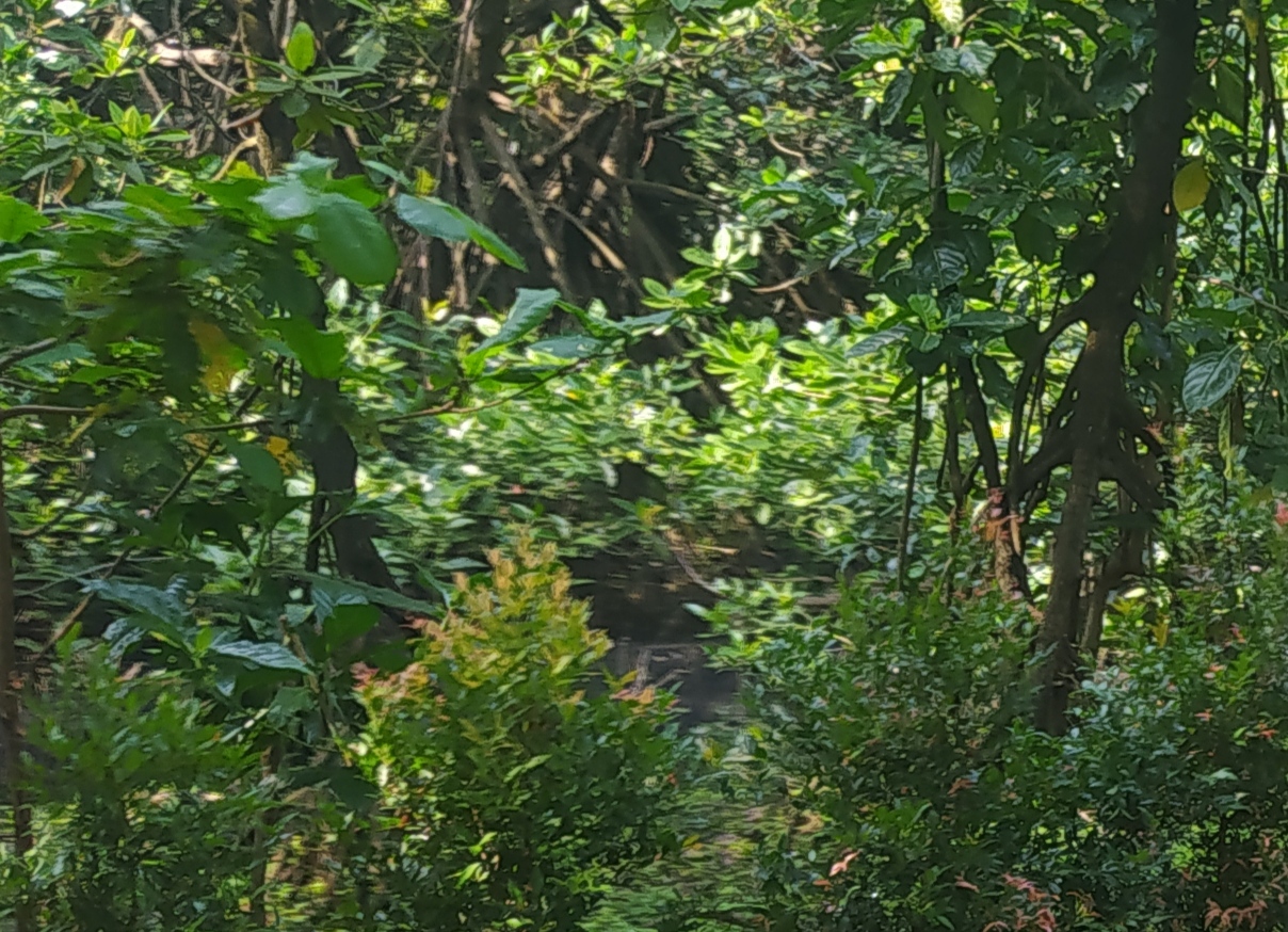 Review of  Potential Bioenergy in Indonesia and Its Regulations