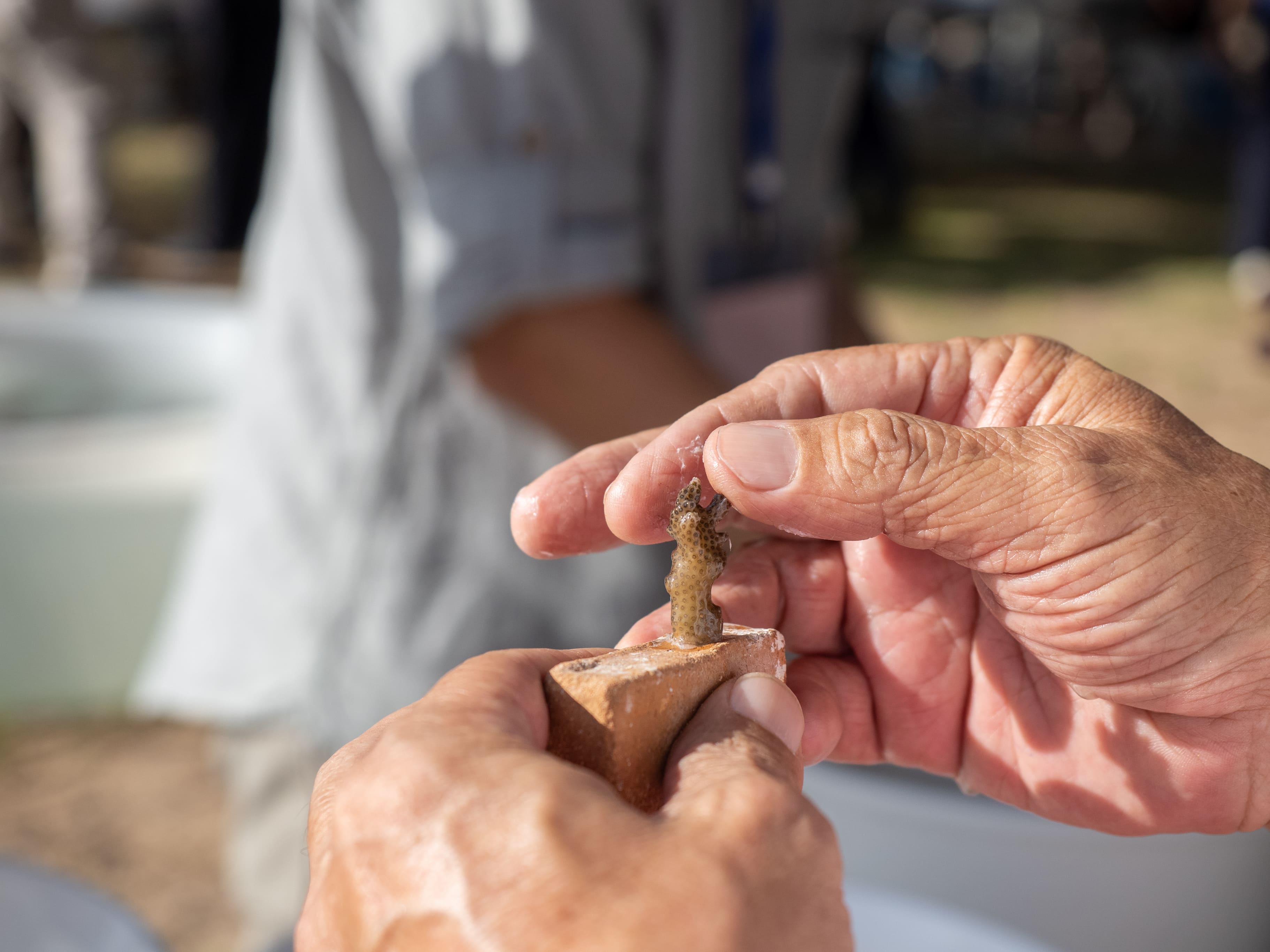 Wollastonite from Tin Slag for Coral Reef Planting Media as Carbon Capture Alternative